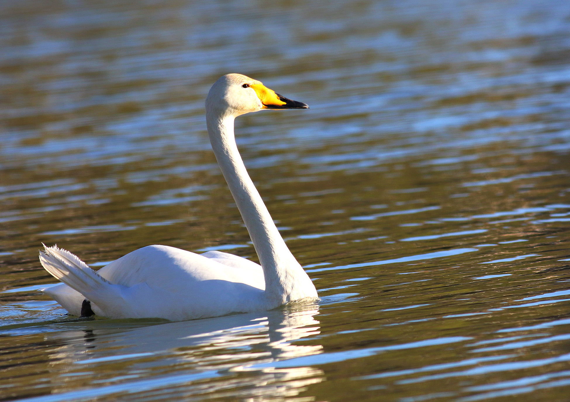 Whooper Swan